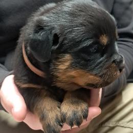 Boy 2 - Black and mahogany male Rottweiler puppy in De Witt, Iowa from Irish Eyes Kennels