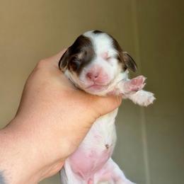 Jessie - Piebald female Dachshund puppy in Hornbeck, Louisiana from A&Z Mini Dachshunds