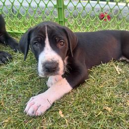 Rocky - Mantle male Great Dane puppy in Littleton, Colorado from Denver Danes