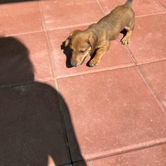 Dachshund Puppies from Eddy’s Mini Doxies