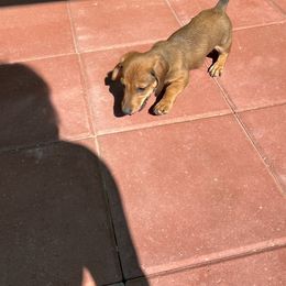 Dachshund Puppies from Eddy’s Mini Doxies