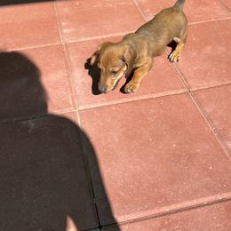 Dachshund Puppies from Eddy’s Mini Doxies