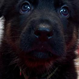 UGOX - Black and red male German Shepherd puppy in Yorkville, Illinois from Vom Archbold Haus World Class German Shepherds
