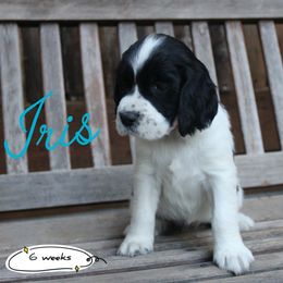 Iris - Black and white female English Springer Spaniel puppy in Canyonville, Oregon from Enos Ranch Springer Spaniels