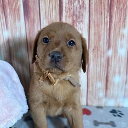 Tan ribbon girl - Yellow female Labrador Retriever puppy in Newmanstown, Pennsylvania from Retrievers of Millbach