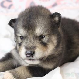 Leuco- Blue - Agouti and white male Alaskan Malamute puppy in Independence, Virginia from New River Valley Malamutes