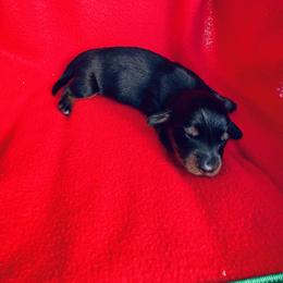 Boy 1 - Black and tan male Dachshund puppy in Oklahoma from DRB Dachshunds