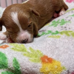 Bell - Red female Cavapoo puppy in Manlapan, New Jersey from Alyssa Xxweetdoodles