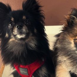 Pomeranians from PomPerfection