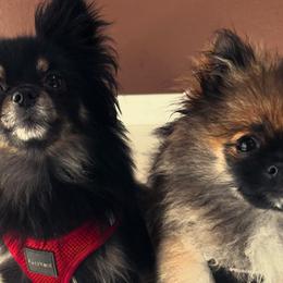 Pomeranians from PomPerfection