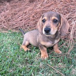 Banks - Dapple male Dachshund puppy in Bremen, Georgia from Asapp’s Sweet and Spicy Dachshunds
