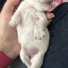 Miniature Schnauzer Puppies from The schnauzer Shack