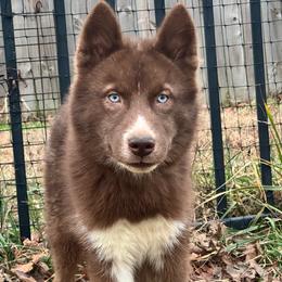 Siberian Husky puppies from WJKennels