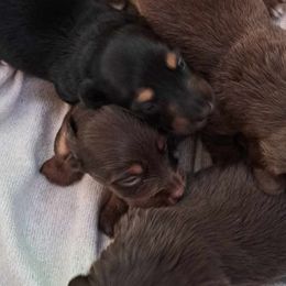 Dachshunds from Apple Valley Dachshunds