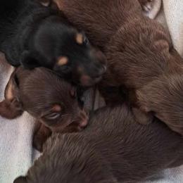 Dachshunds from Apple Valley Dachshunds