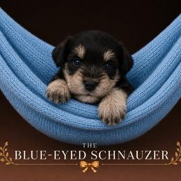 Mugsy - Black and silver male Miniature Schnauzer puppy in Winter Haven, Florida from The Blue Eyed Schnauzer