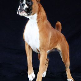 Boxer All Grown Up from Dizara Boxers