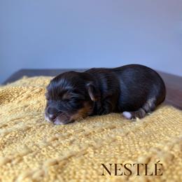 NESTLÉ - Chocolate and tan female Yorkshire Terrier puppy in Smryna, Georgia from Owensons’ Kennel