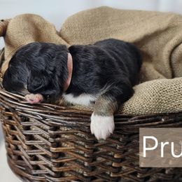 Prue - Black female Saint Berdoodle puppy in Battle Ground, Washington from Mad Hatter Farms Saint Berdoodles