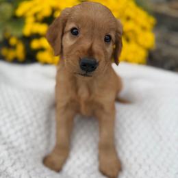 Green Boy - Dark golden male Golden Retriever puppy in Salt Lake City, Utah from Deseret Peak Goldens