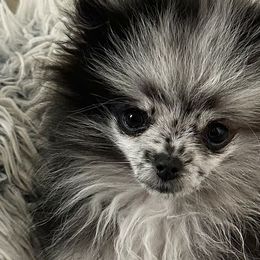 Pomeranians from Rockstar Rigby Pomeranians