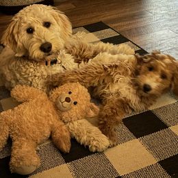 Double Doodle, Goldendoodle, and Labradoodle Puppies from Cloverdale Doodles LLC.