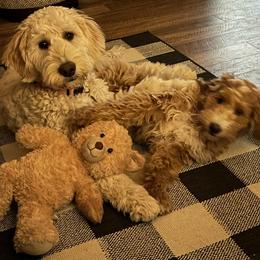 Double Doodle, Goldendoodle, and Labradoodle Puppies from Cloverdale Doodles LLC.