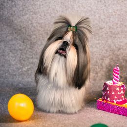 Mcdreamy - Shih Tzu