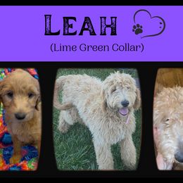Goldendoodle All Grown Up from Nebraska Doodle Crew