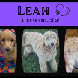 Goldendoodle All Grown Up from Nebraska Doodle Crew