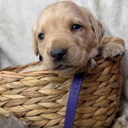 Clover - Yellow female Labrador Retriever puppy in Grants Pass, Oregon from KnR Antler Dogs ~ Labrador Retrievers & Corgis