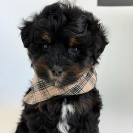 Kaylie's - GREEN BOY - Phantom male Goldendoodle puppy in Lewisville, Texas from Texas Goldendoodle Lovers