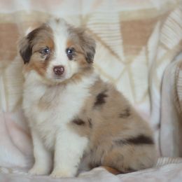 Pina Colada - Red tri-color female Australian Shepherd puppy in Delta, Colorado from PTK Ranch