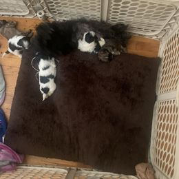 Pee pee - Shih Tzu