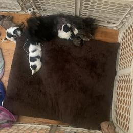 Pee pee - Shih Tzu