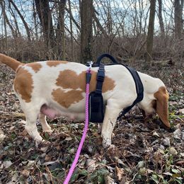 Marnie - Basset Hound
