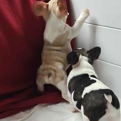 Bulldogs and French Bulldogs from Bouquet Bulldogs