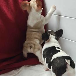 Bulldogs and French Bulldogs from Bouquet Bulldogs