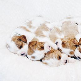 Cavalier King Charles Spaniel and Poodle Puppies from Red Skye Cavaliers
