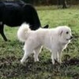 Great Pyrenees from Bearfoot Hollow Farms