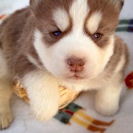 Odin - Red and white male Siberian Husky puppy in Grant City, Missouri from Timberline Paws