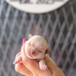 Brielle - Cream and white female Chihuahua puppy in Harrison, Michigan from Cloud9 Chihuahuas
