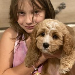 Cavapoo, Maltipoo, and Poodle Puppies from My Sweet Poodles and Doodles