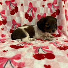 Boy 2 LIMITED AKC - Piebald male Dachshund puppy in Aurora, Missouri from Baker Farms