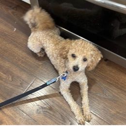 Bear - Poodle