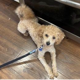 Bear - Poodle