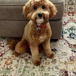 Lilly - Goldendoodle