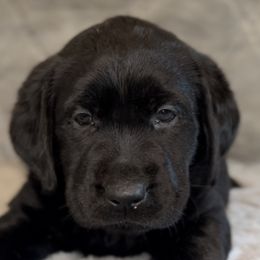 Kovu - Labrador Retriever puppy in Camden, Tennessee from Pure Heaven Labs