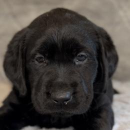 Kovu - Labrador Retriever puppy in Camden, Tennessee from Pure Heaven Labs