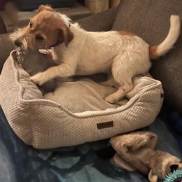Russell Terrier Puppies from Terrier Town of Tennessee